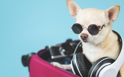 What are the precautions to take to have a good holiday with your dog?